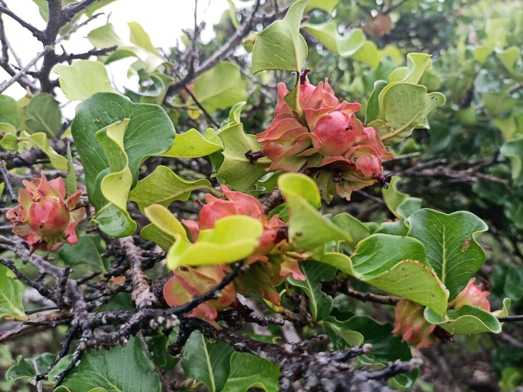 KARATRA_924_TOK_132732