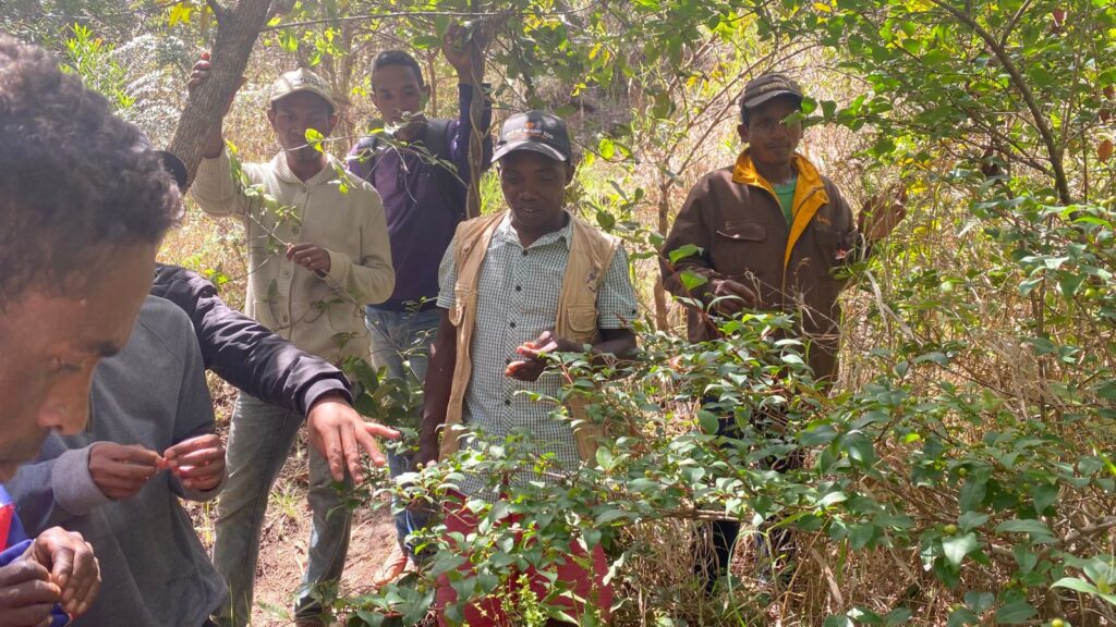 Renforcement de capacité des collecteurs locaux pour le suivi phénologique et la collecte de graine de bonne qualité