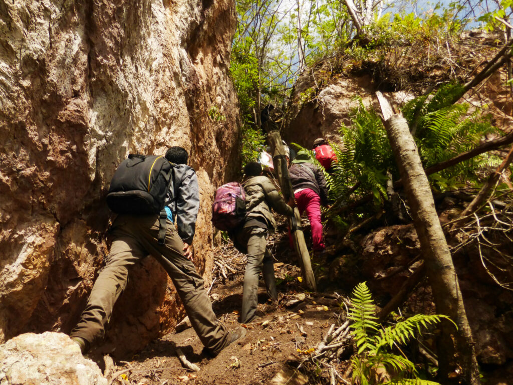 Suivi phénologique d'une espèce cible dans son habitat naturel avec le collecteur local