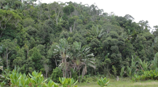 Analalava forest, a rare fragment of low elevation humid forest