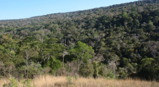 Analavelona Protected Area with its sacred forest