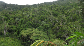 Forest at Analalava Special Reserve