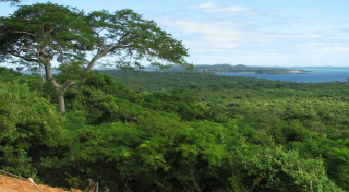 Forest at Oronjia Protected Area