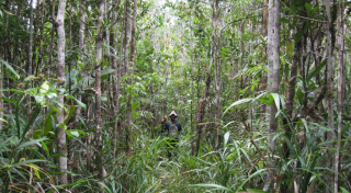 Littoral forest at Pointe à Larrée Protected Area