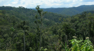 Low elevation humid forest at Ambalabe Protected Area