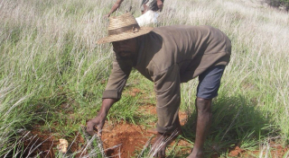 Plant Alluaudia ascendens, a species used by local people to make planks