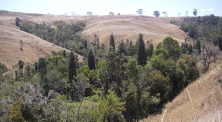 Rare fragment of highland forest in Ankafobe Protected Area