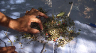 Seeds collected in a dry forest