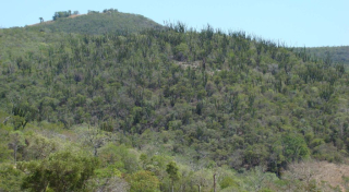 Subarid deciduous thicket on basalt at Vohidava Betsimalaho Protected Area