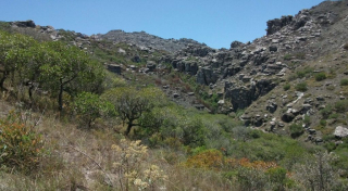 Tapia forest on rocky mountain in Massif dāIbity Protected Area