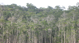 The only natural forest left in the district of Vangaindrano at Ankarabolava Agnakatrika Protected Area