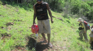 Water young plants after planting