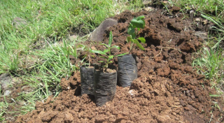 Young plants ready to be planted